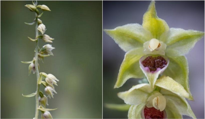 Descoperire în Munții Bucegi. A fost observată prima oară în urmă cu 14 ani 18852804