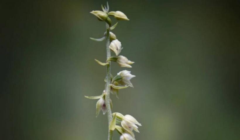 Descoperire în Munții Bucegi. A fost observată prima oară în urmă cu 14 ani 18852805