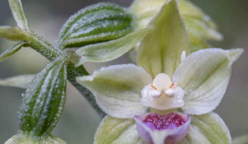 Descoperire în Munții Bucegi. A fost observată prima oară în urmă cu 14 ani 18852806