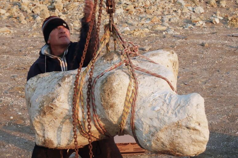 A fost descoperit cel mai mare animal care a trăit vreodată pe Pământ, mai mare decât dinozaurii 18852874