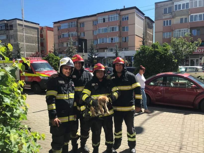 Pui de cățel salvat de pompieri după ce s-a blocat într-o țeavă din demisolul unei policlinici 18853048