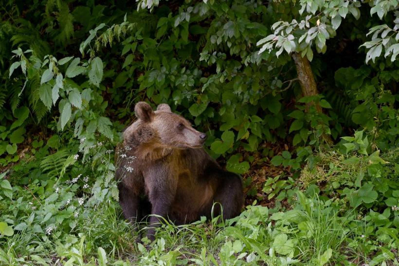 Injecție letală, pentru urșii din România