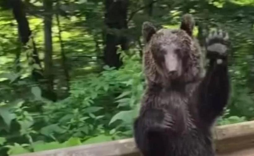 Un urs vedetă pe internet! El salută de pe marginea drumului pasagerii dintr-un autoturism