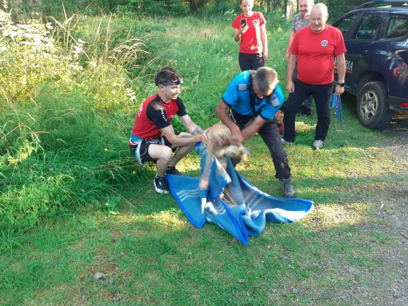 Un pui de caprioară a fost salvat după ce a rămas blocat în Grota Urşilor din Borsec 18853258