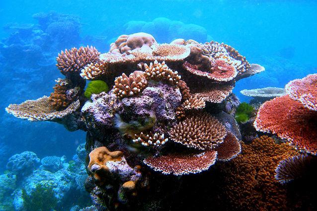 Marea Barieră de Corali, afectată de schimbările climatice