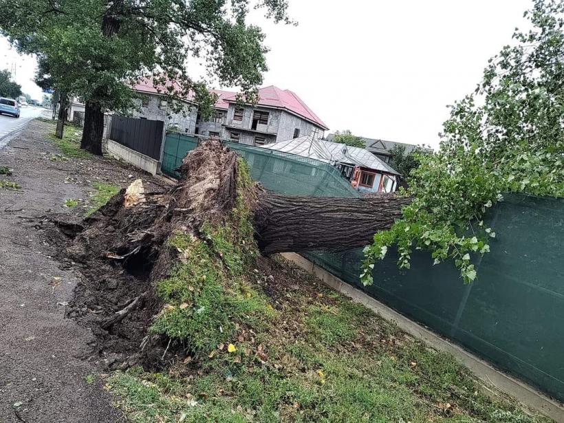 Urgie la Brăila! Furtuna a smuls acoperișuri, iar 10 vaci au fost electrocutate 18853447