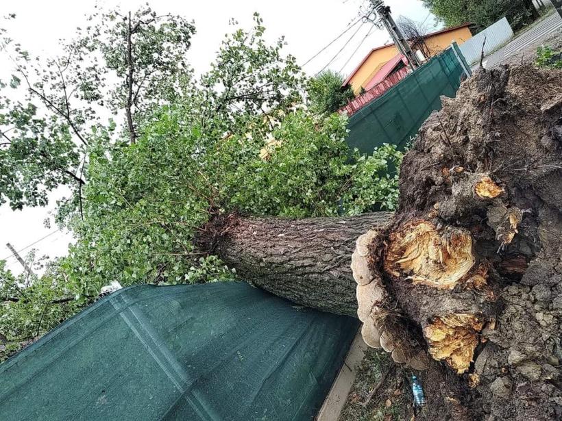 Urgie la Brăila! Furtuna a smuls acoperișuri, iar 10 vaci au fost electrocutate 18853448