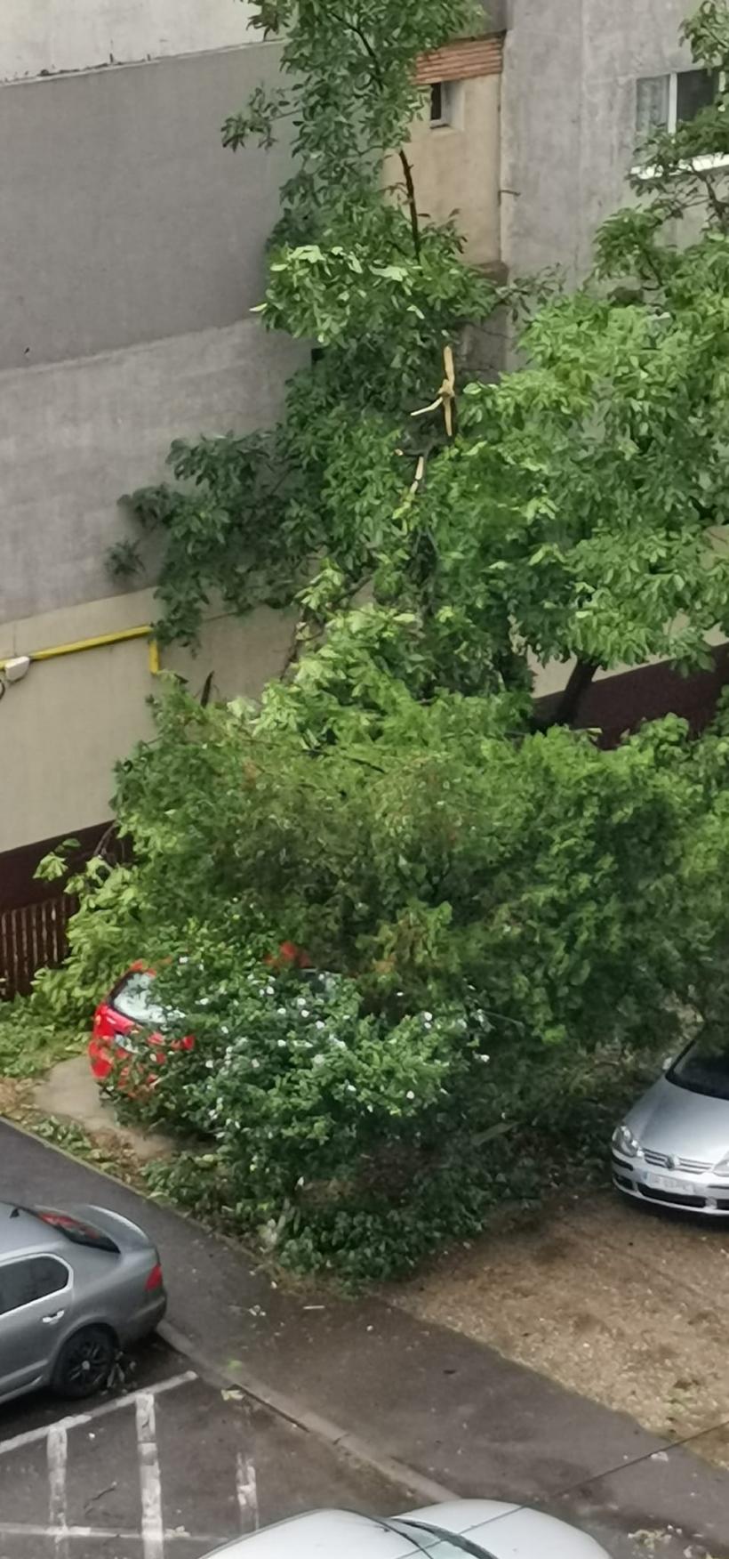 Urgie la Brăila! Furtuna a smuls acoperișuri, iar 10 vaci au fost electrocutate 18853450