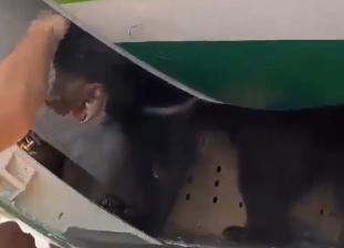 Video: Un urs a scăpat din cușca aflată în cala unui avion