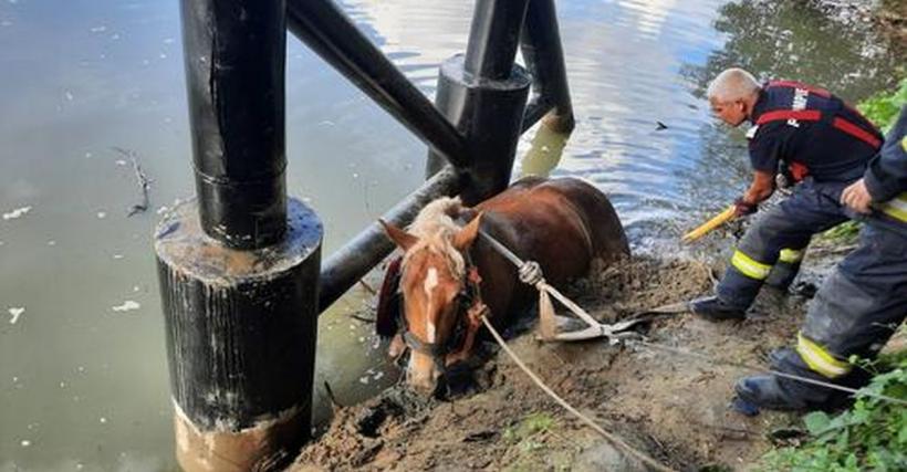 Cal salvat de pompieri din Someş. Două autospeciale au intervenit pentru a scoate animalul din apă