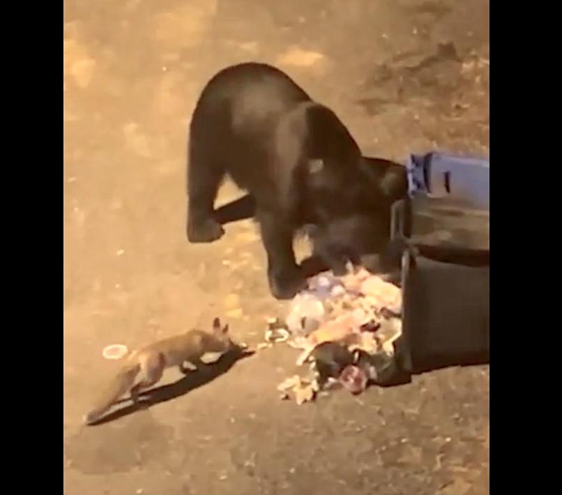 VIDEO Un urs și o vulpe au luat masa împreună la Păltiniș