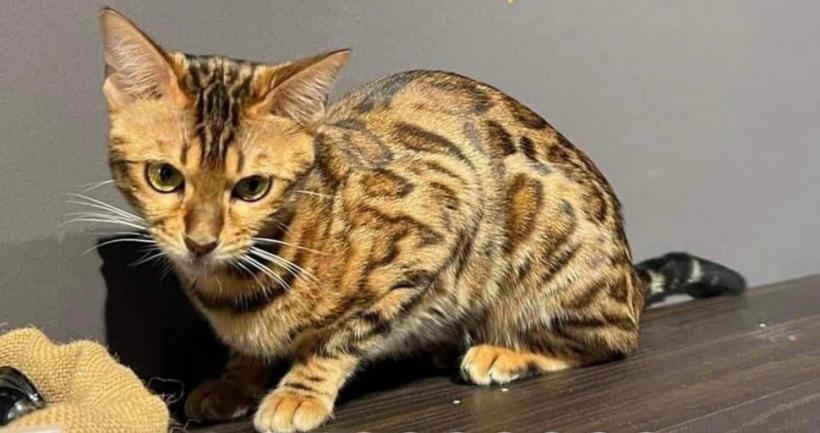  Recompensă uriașă pentru cel care o găsește pe Davi, cea mai căutată pisică din România 18853790