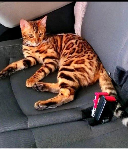  Recompensă uriașă pentru cel care o găsește pe Davi, cea mai căutată pisică din România 18853791