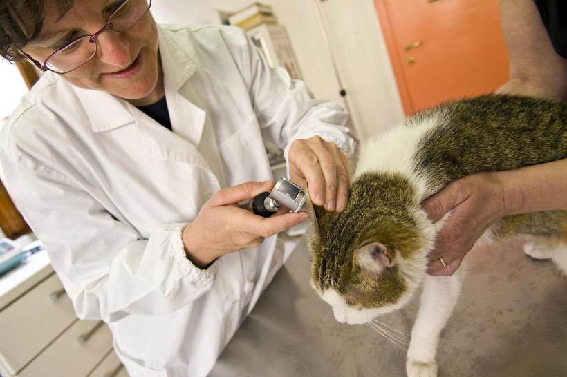 Epidemie de coronavirus felin în Cipru. Pisicile sunt tratate cu pastile anti-Covid pentru oameni