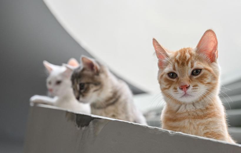 Epidemie de coronavirus felin în Cipru. Pisicile sunt tratate cu pastile anti-Covid pentru oameni 18853928