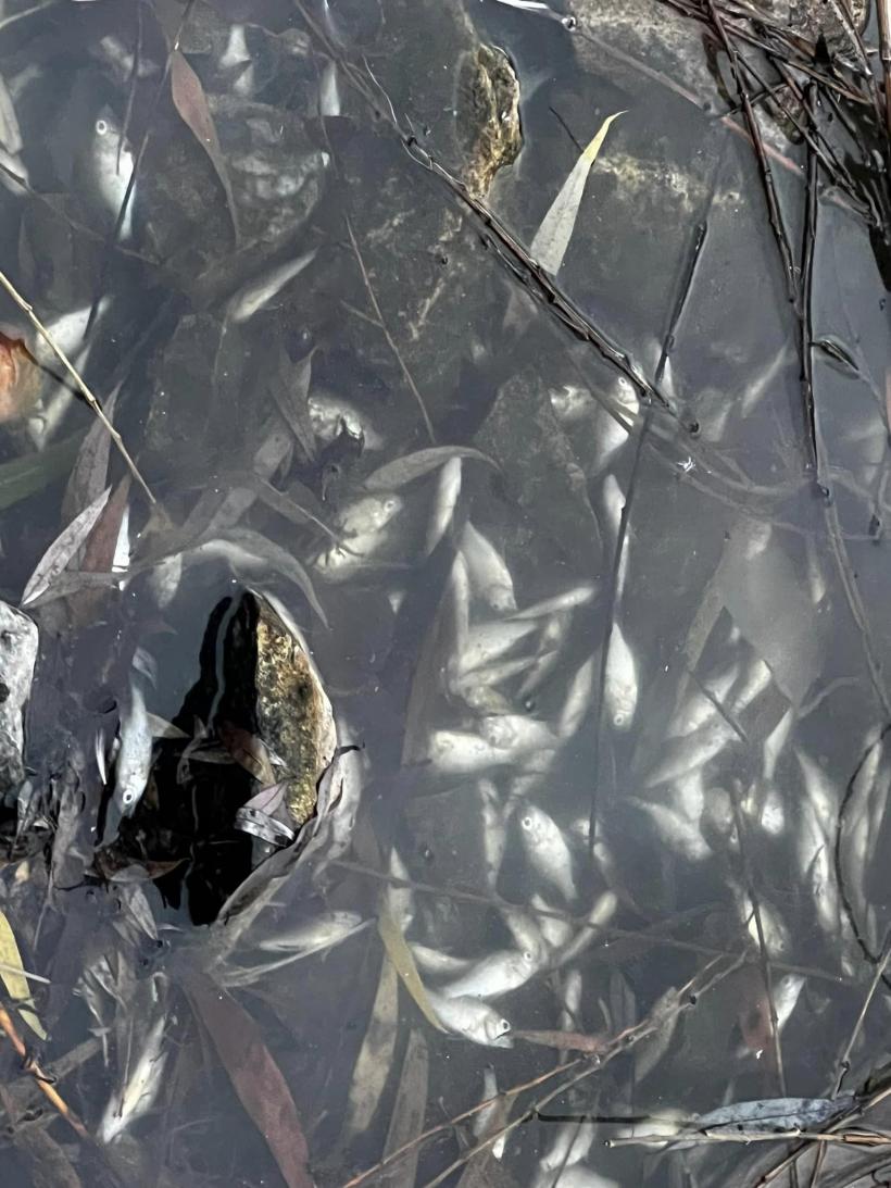  Dezastru ecologic într-un lac din Cluj-Napoca. Mii de pești au murit: blocurile și mall-ul au secat izvoarele