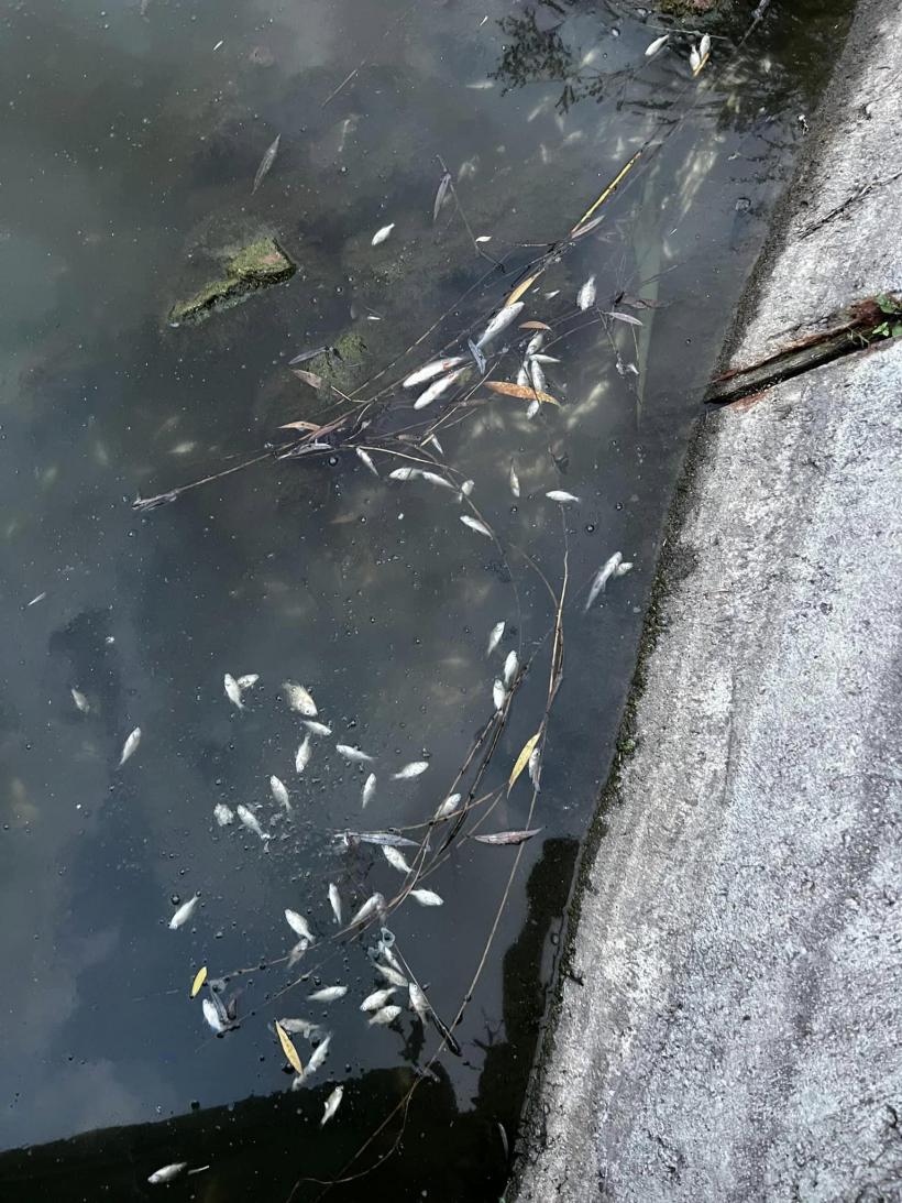  Dezastru ecologic într-un lac din Cluj-Napoca. Mii de pești au murit: blocurile și mall-ul au secat izvoarele 18854222