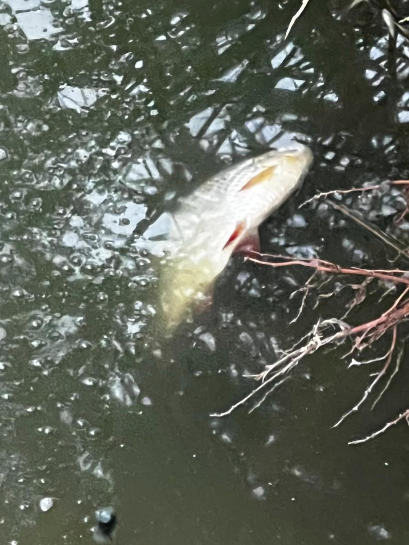  Dezastru ecologic într-un lac din Cluj-Napoca. Mii de pești au murit: blocurile și mall-ul au secat izvoarele 18854224