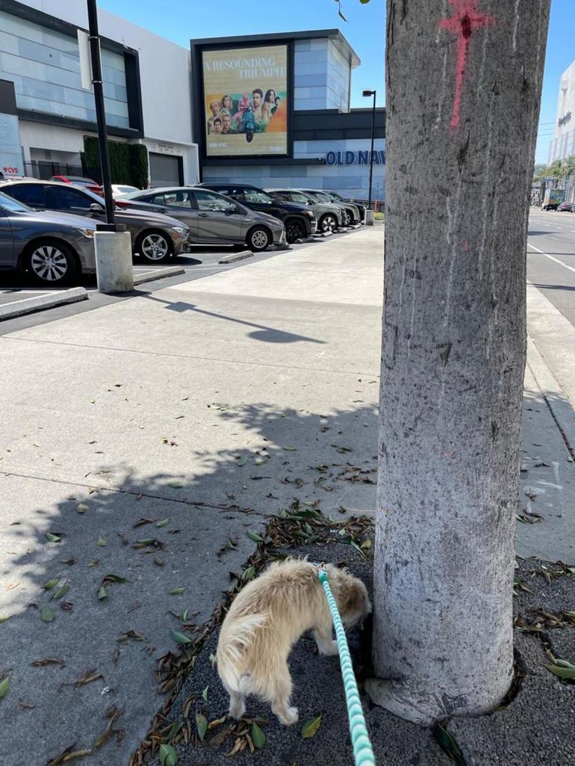 La plimbare prin Orașul Îngerilor 18854016