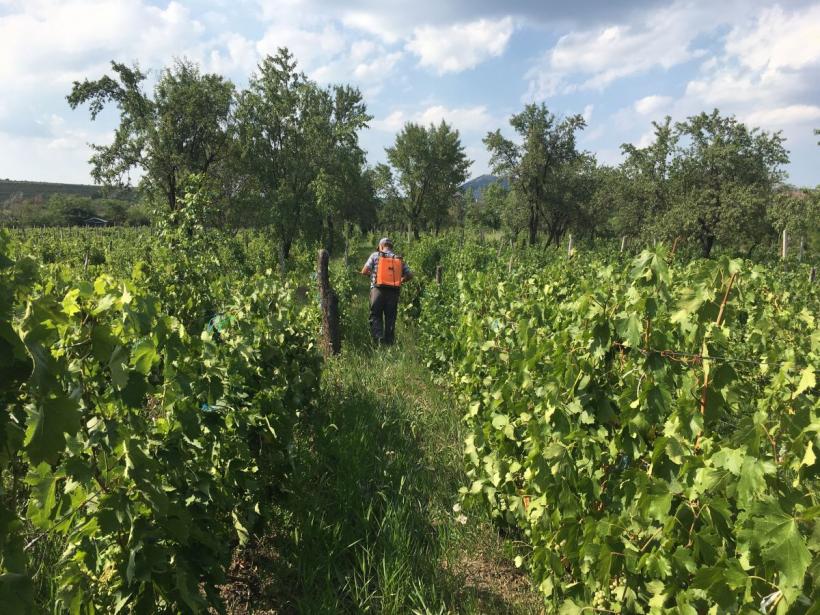 Măghiran, zeul viței-de-vie de sub Cornu Caprei 18854002