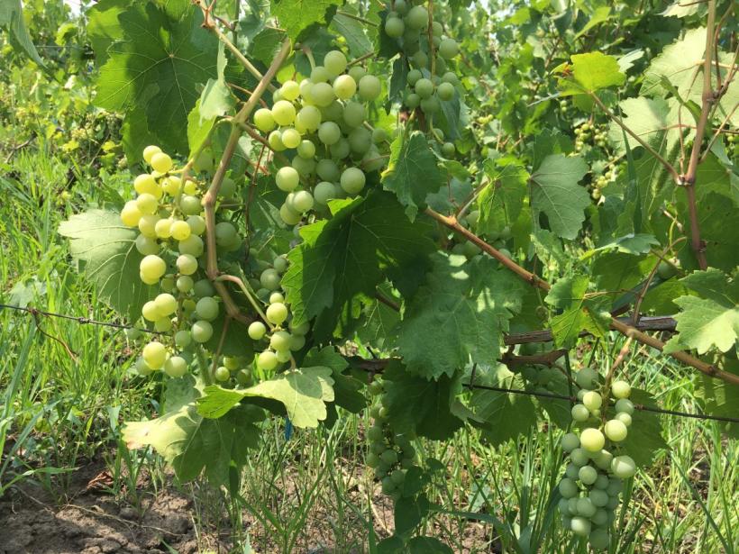 Măghiran, zeul viței-de-vie de sub Cornu Caprei 18854003