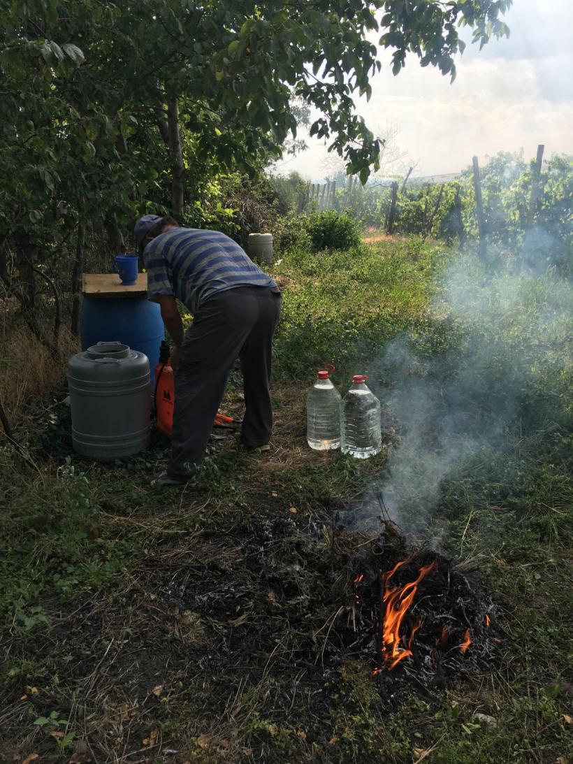 Măghiran, zeul viței-de-vie de sub Cornu Caprei 18854004