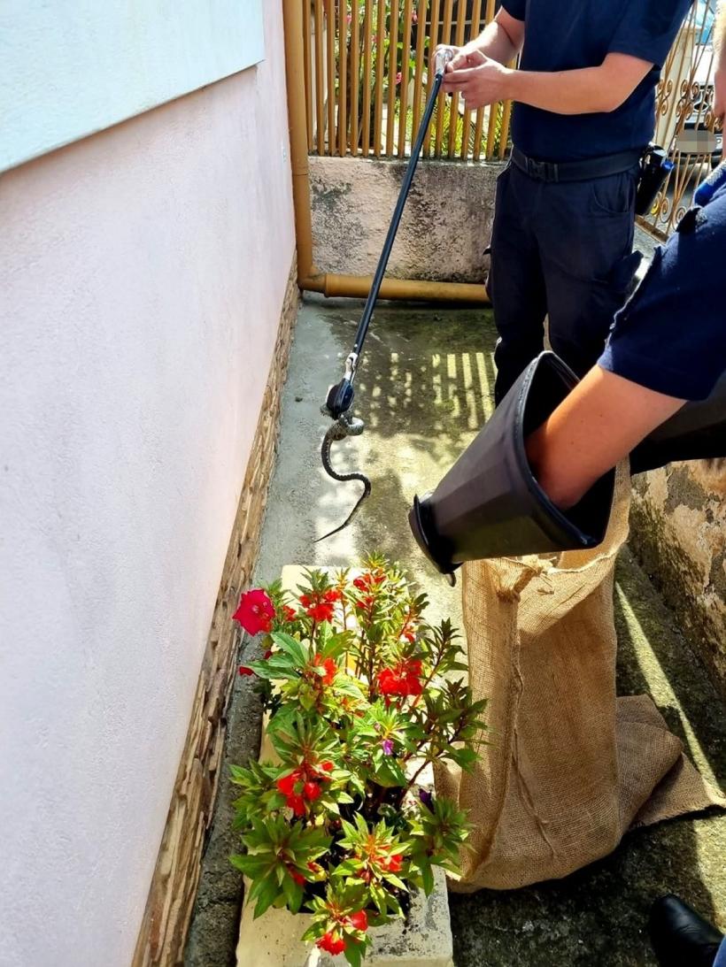 Șarpe găsit în curtea unei case din Sibiu