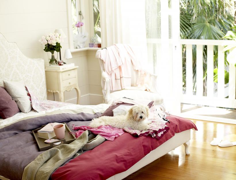 10 cei mai potriviți câini pentru viața într-un apartament 18854203