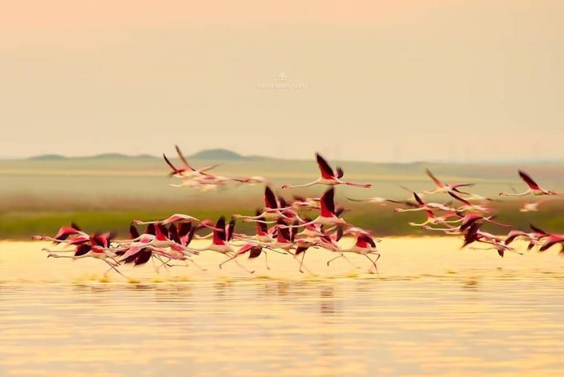 Fenomen rar în România. Imagini spectaculoase cu păsările flamingo în Dobrogea 18854333