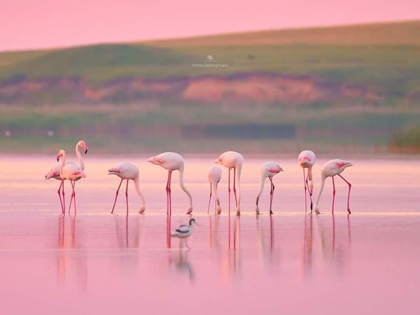 Fenomen rar în România. Imagini spectaculoase cu păsările flamingo în Dobrogea 18854335