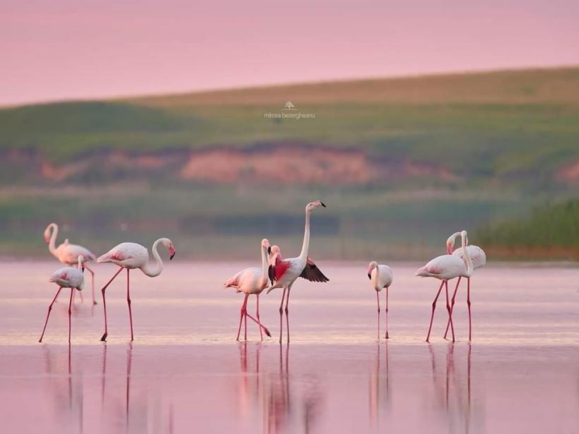 Fenomen rar în România. Imagini spectaculoase cu păsările flamingo în Dobrogea 18854336