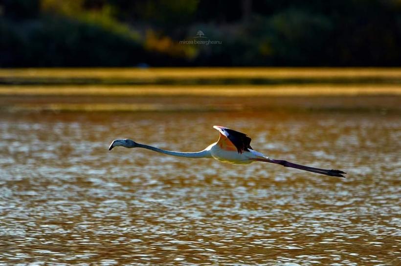 Fenomen rar în România. Imagini spectaculoase cu păsările flamingo în Dobrogea 18854337