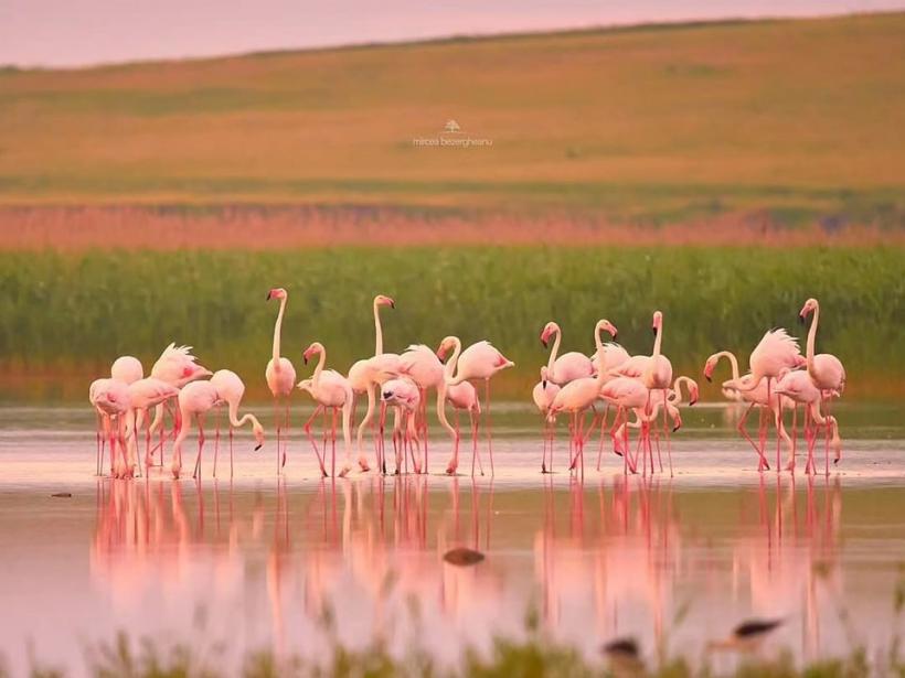 Fenomen rar în România. Imagini spectaculoase cu păsările flamingo în Dobrogea 18854339