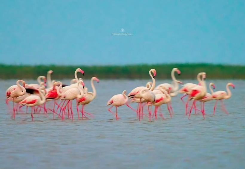 Fenomen rar în România. Imagini spectaculoase cu păsările flamingo în Dobrogea 18854340