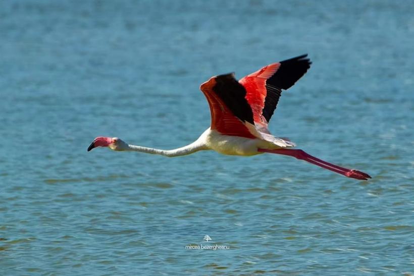 Fenomen rar în România. Imagini spectaculoase cu păsările flamingo în Dobrogea