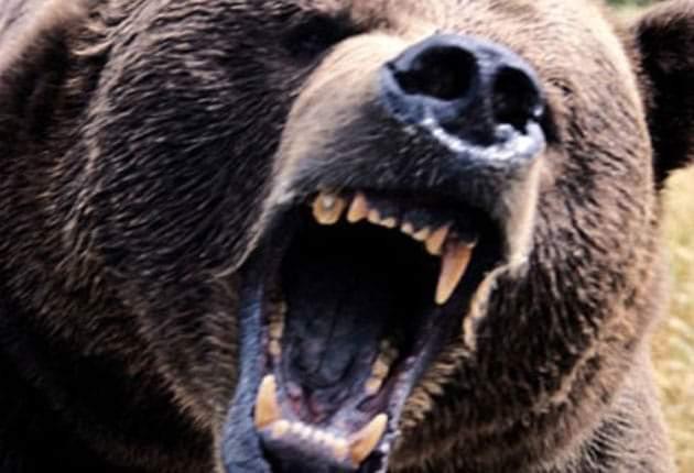Alertă: Urs, văzut tot mai des pe unul dintre cele mai importante trasee turistice din Harghita