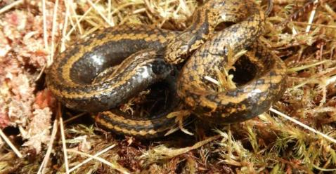 Celebrul Harrison Ford a dat numele unei noi speciie de șarpe: Tachymenoides harrisonfordi 18854806