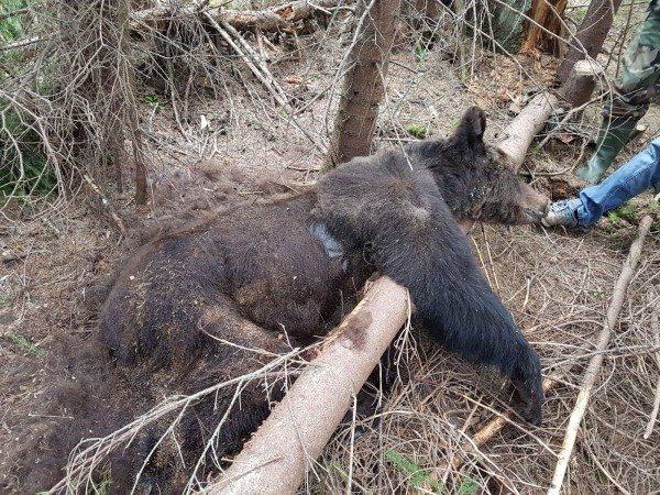 O ursoaică moartă a fost găsită în grădina unei femei din Dâmbovița