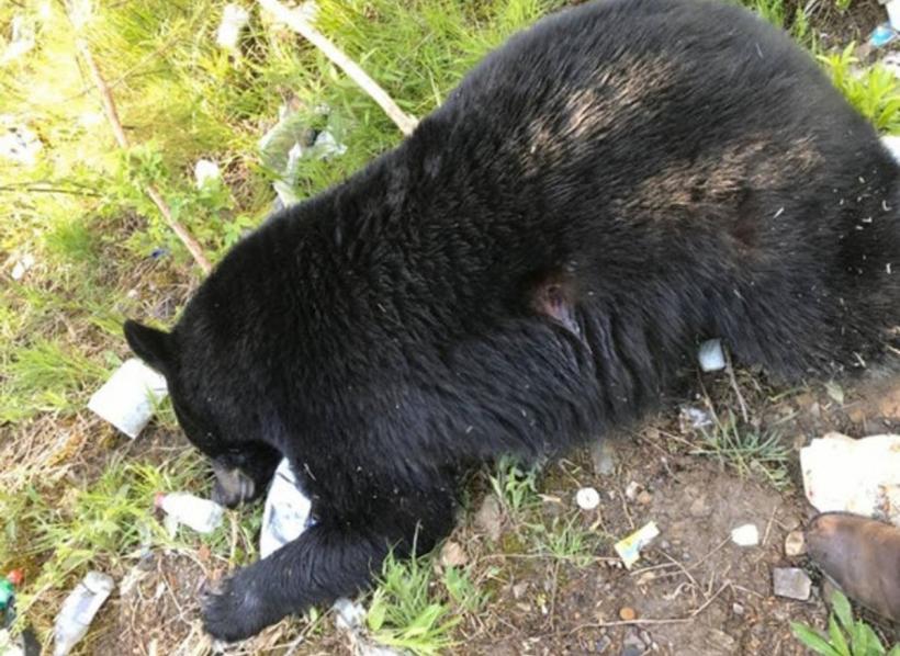 Oamenii atacați de urși sunt considerați agresori. „Verzii” au învins: avem anchete de urs-ucidere