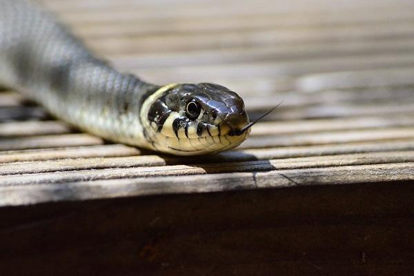 Un șarpe a încercat să intre pe terasa unui restaurant din Galați unde erau copii