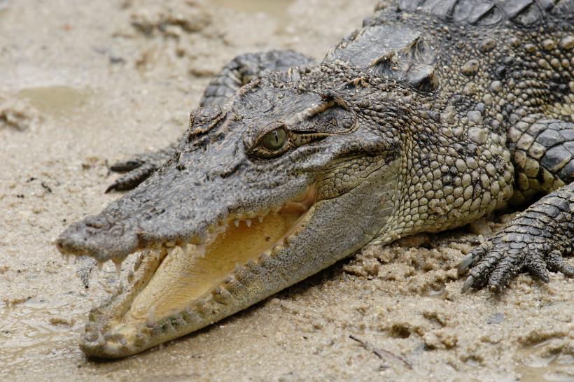 Descoperire uimitoare! Crocodilii percep suferința în plânsetele bebelușilor
