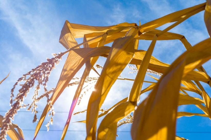 România se va încălzi tot mai tare. Adaptarea la schimbările climatice costă 17 miliarde € 18855957