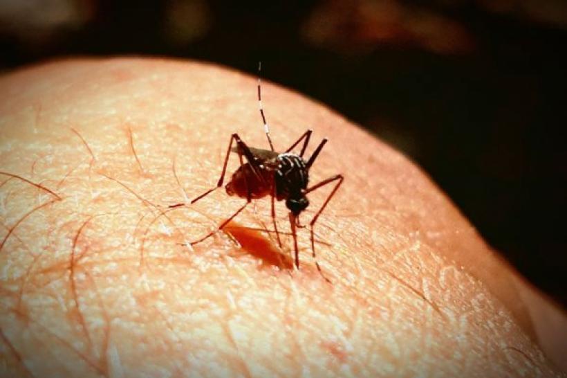 Pericol pentru copii! Insecticidele nu mai sunt eficiente împotriva țânțarilor