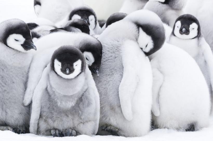 Încălzirea globală produce dezastre: Aproximativ 10.000 de pui de pinguin imperial au murit după ce gheața s-a topit