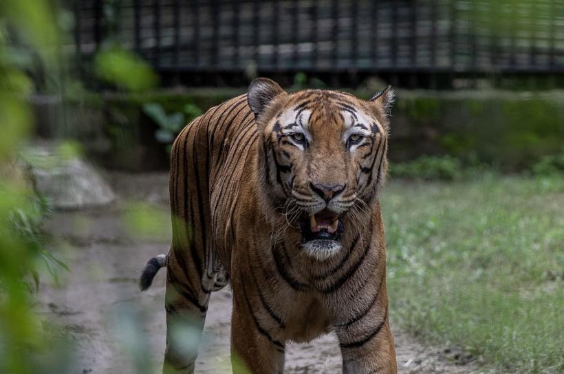 În loc de distracție, la spital! Atacat de un tigru, la ZOO Bârlad  18856515