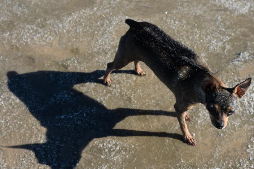 Amenzi URIAȘE pentru abandonarea animalelor. Două persoane din Bacău au fost sancționate cu 8.000 de  lei