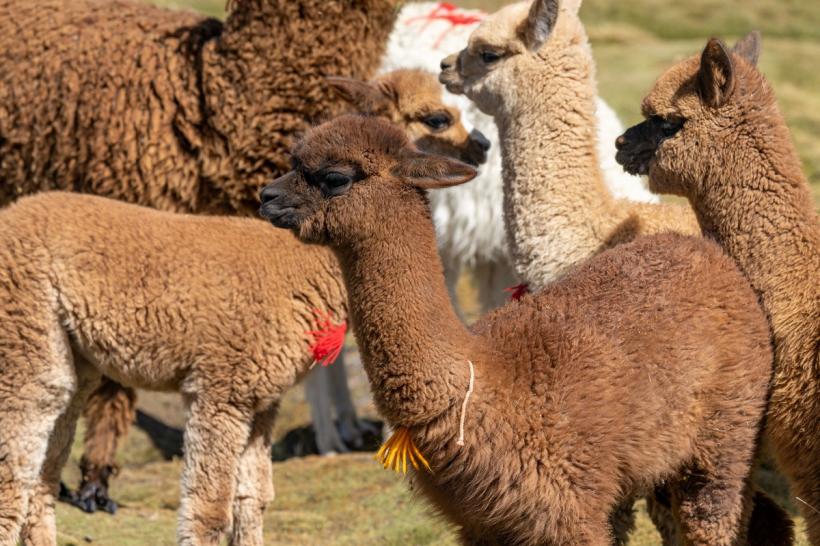 American, condamnat. A folosit ajutoarele din pandemie pentru a cumpăra o fermă de alpaca! 18857302