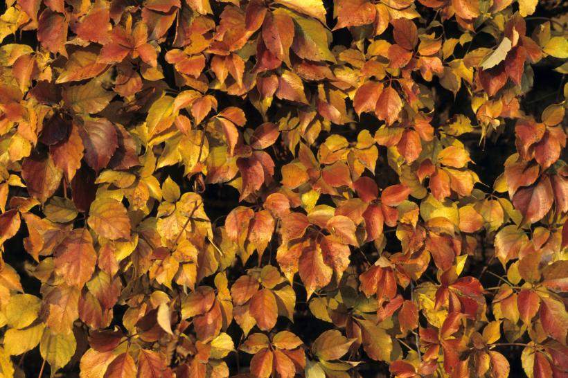 De ce iubim toamna? Iată 11 citate celebre despre anotimpul în care am pășit astăzi 18857281