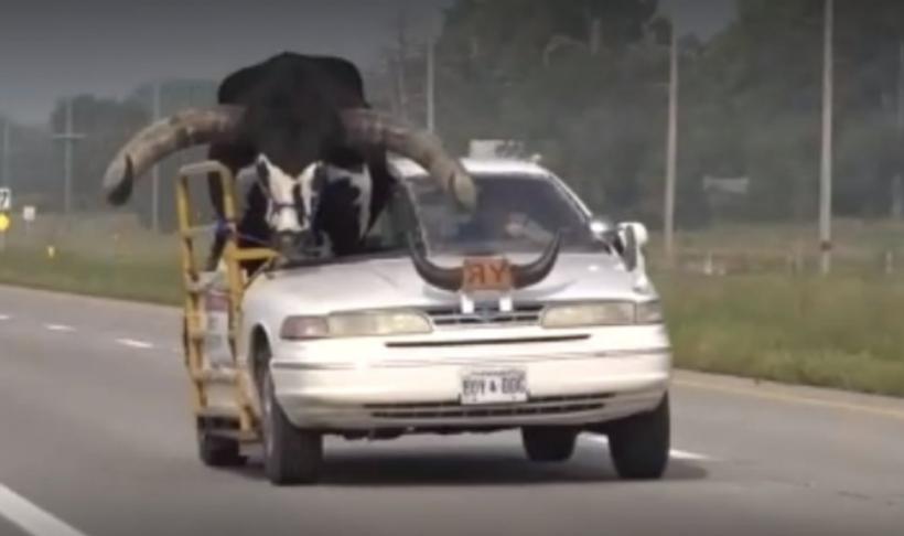Întâmplare inedită în trafic. Cum a fost transportat un taur cu un autoturism 18857344