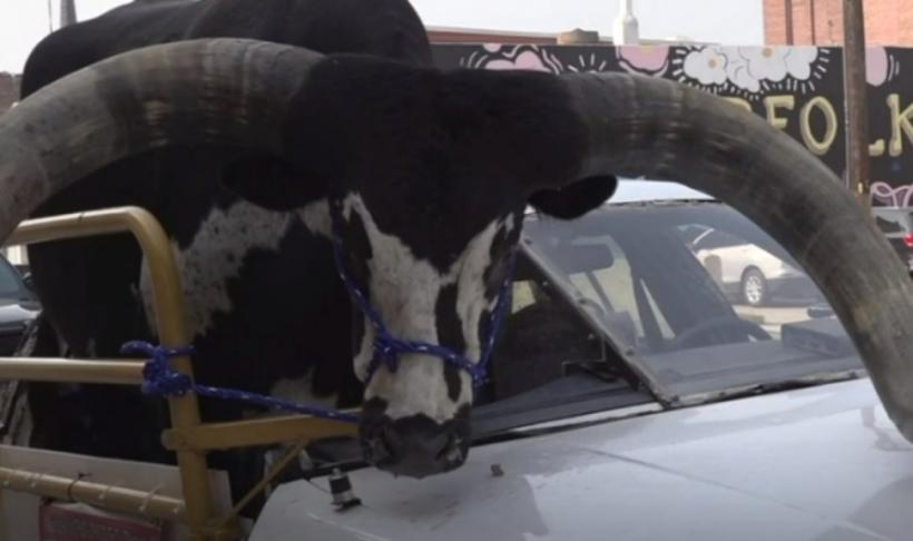 Întâmplare inedită în trafic. Cum a fost transportat un taur cu un autoturism 18857345